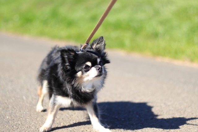 犬が散歩を嫌がる時はどうすればいい？嫌がる理由や対応について解説